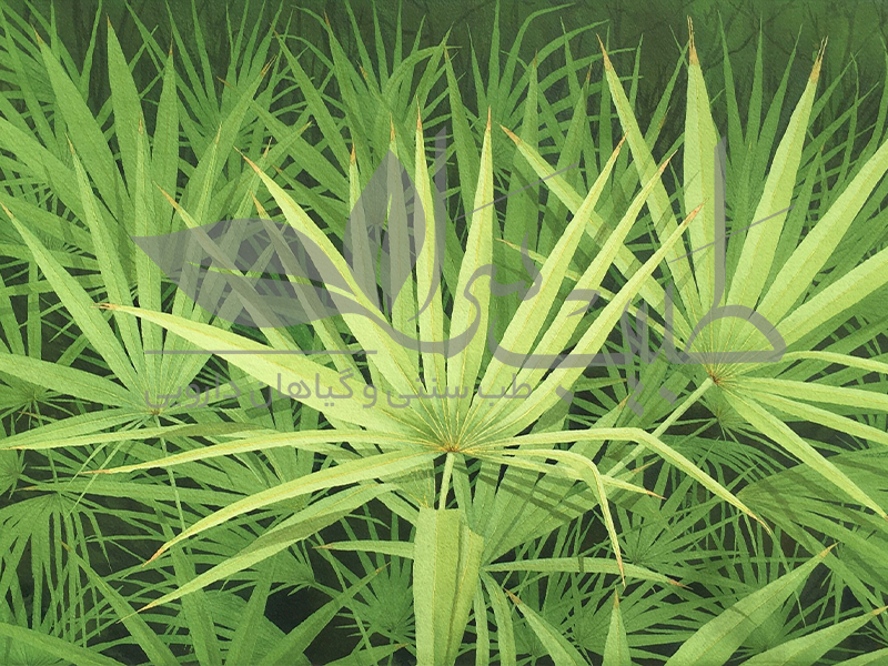 خواص اره پالمتو در کاهش ریزش مو